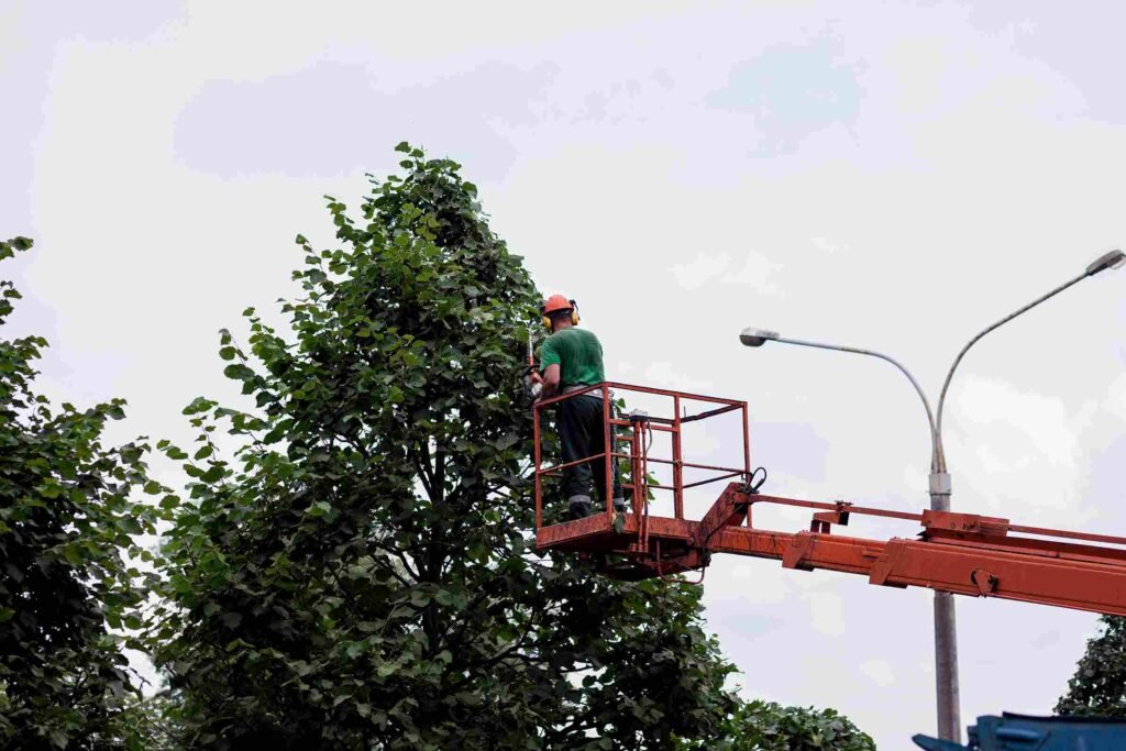 tree pruning sawing by man with chainsaw standing platform mechanical chair lift high altitude branches big tree How Cherry Pickers Are Revolutionising Signage Installation